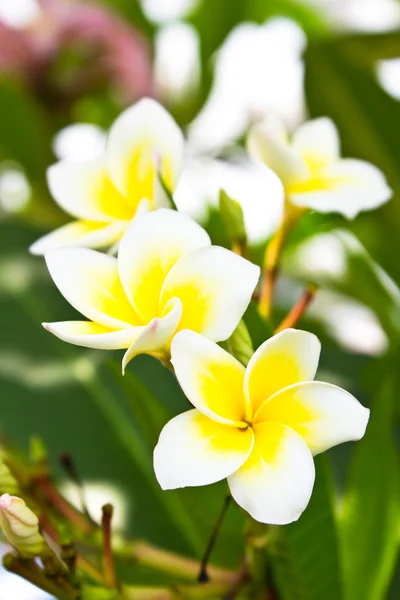 花鸡蛋花 (鸡蛋花), — 图库照片