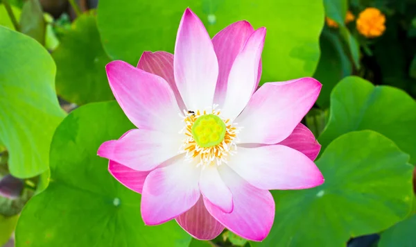 Pestík lotus Flower — Stock fotografie