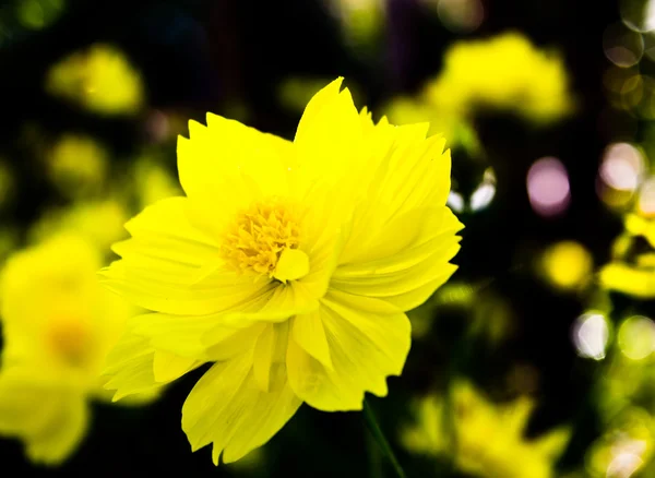 Fiore del Cosmo giallo — Foto Stock