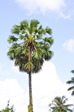 Bir Asya Palmyra palmiye