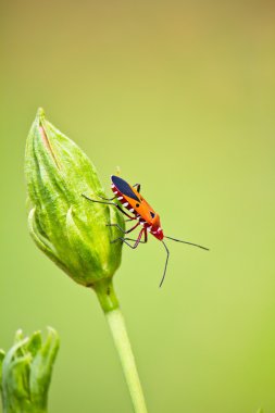 Close up of red bug clipart