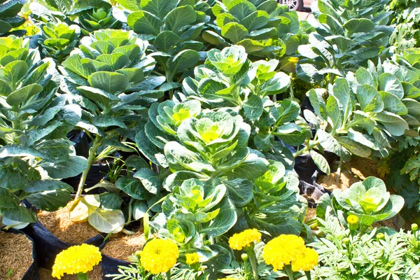 Cabbage vegetable — Stock Photo, Image