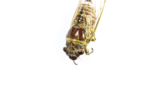 Cicada — Fotografie, imagine de stoc