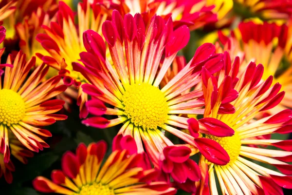 色とりどりの花が — ストック写真