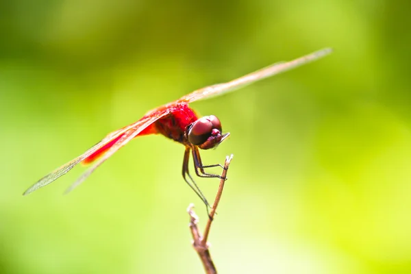 Una libélula roja —  Fotos de Stock