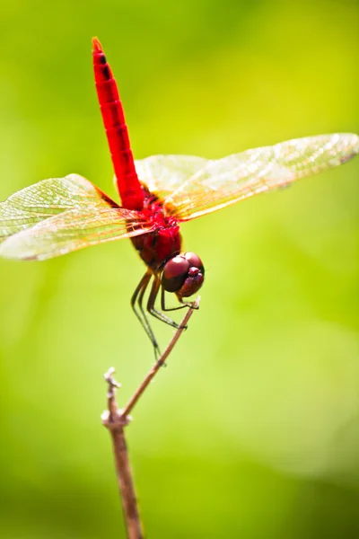 Una libélula roja — Foto de Stock