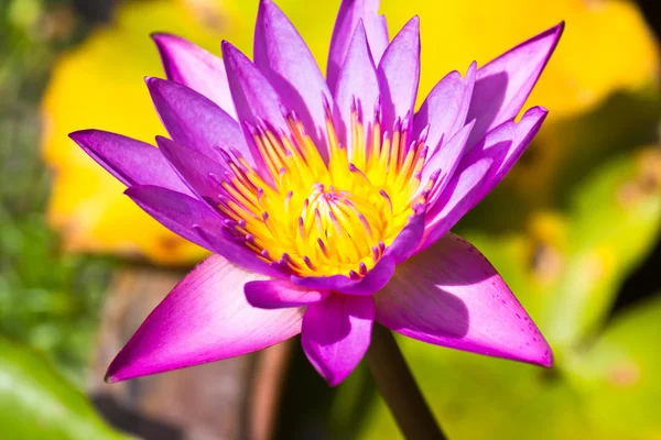 Blütenstempel — Stockfoto