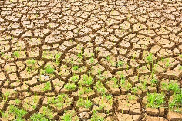 Green plant growing — Stock Photo, Image