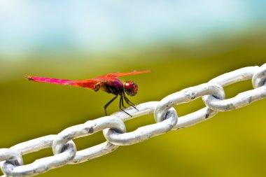 kırmızı bir yusufçuk