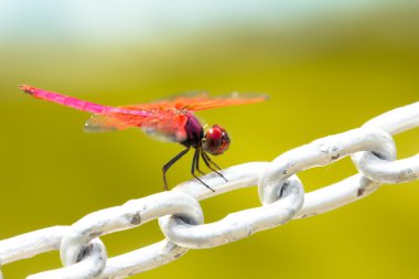 kırmızı bir yusufçuk