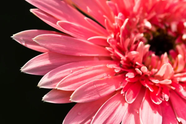 Květina růžová gerbera, — Stock fotografie