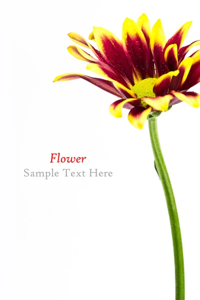 Güzel bir çiçek — Stok fotoğraf