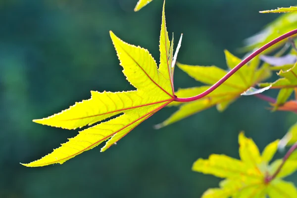 Folhas frescas verdes — Fotografia de Stock