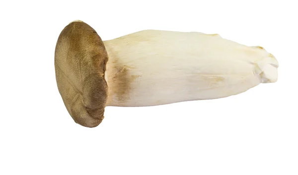 Mushroom names Eringii — Stock Photo, Image