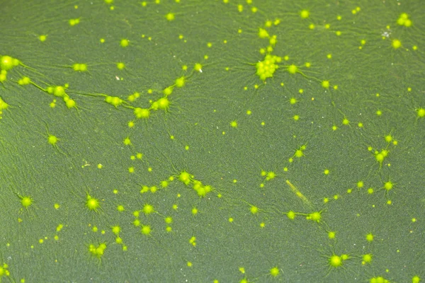 kalıp yeşil baclground