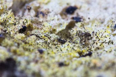 Eski ekmek büyüyen kalıp