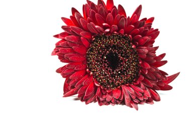 Kırmızı Gerbera çiçeğini kapat.