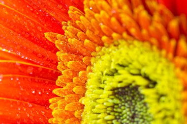 güzel portakal gerbera çiçek