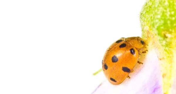 Ladybug stând pe o floare — Fotografie, imagine de stoc