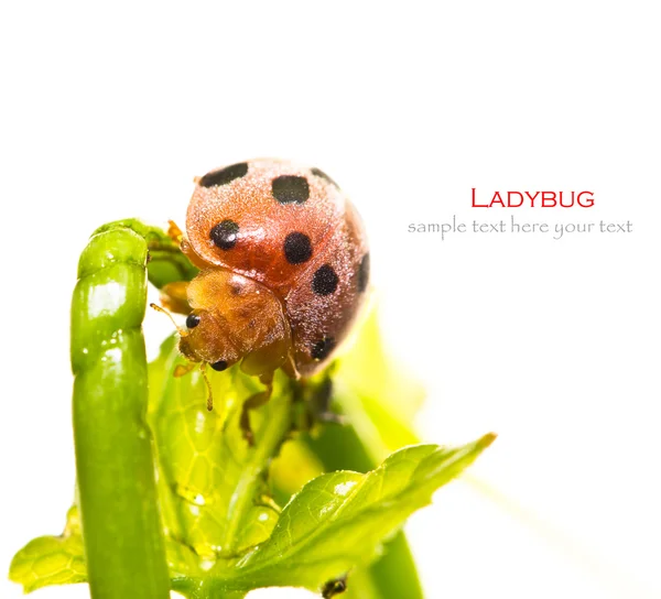 Ladybug stând pe o frunză verde — Fotografie, imagine de stoc