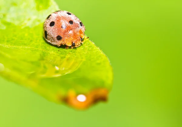 Ladybug บนใบสีเขียว — ภาพถ่ายสต็อก