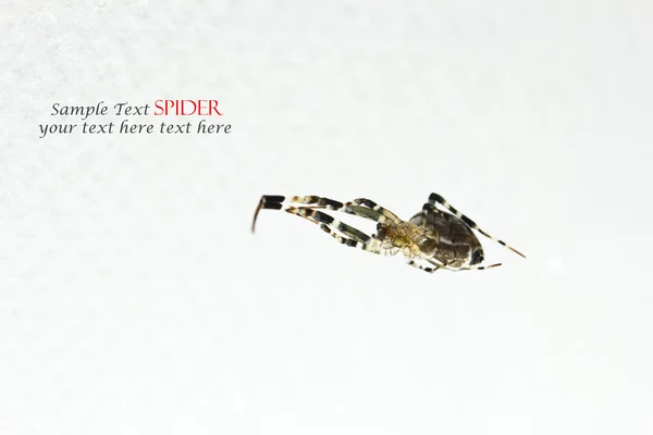 Spiders on white background — Stock Photo, Image