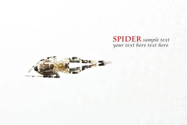 Spiders on white background — Stock Photo, Image