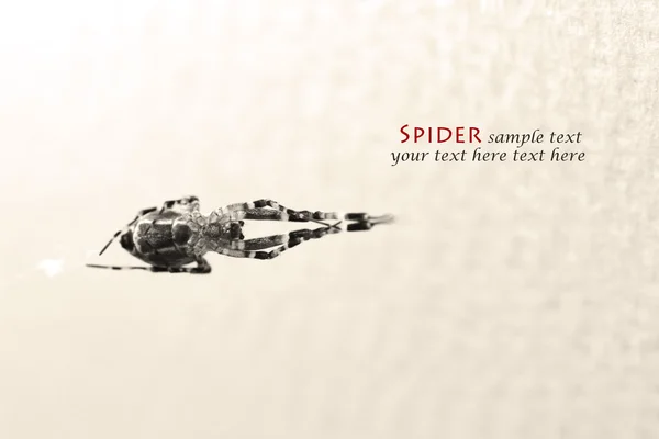 Black&White .Spiders on white background — Stock Photo, Image