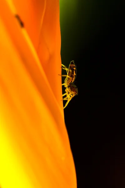 거미를 점프 — 스톡 사진