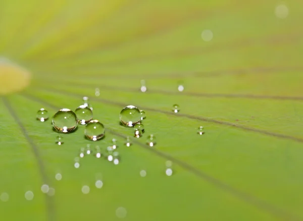 Gota de água na folha de lótus verde — Fotografia de Stock