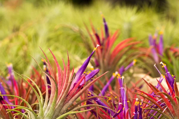 Tillandsia blume — Stockfoto