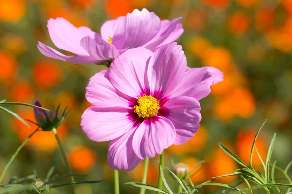 Bloem in de tuin — Stockfoto