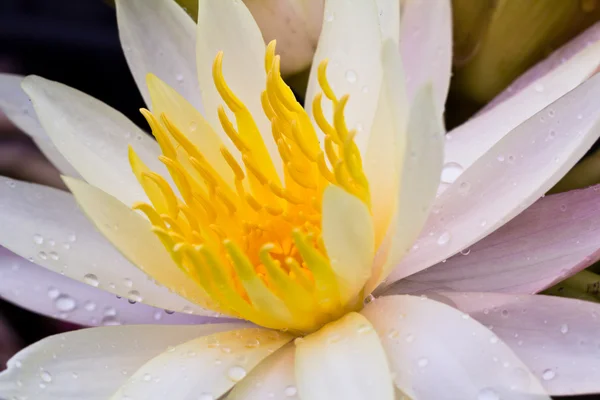 Lotosový květ na zahradě — Stock fotografie