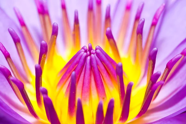 Lotus  flower in the garden — Stock Photo, Image