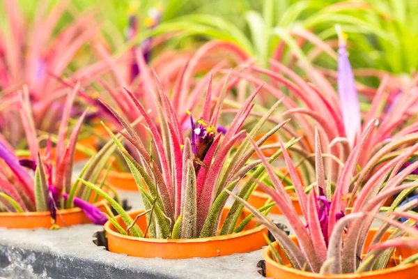 tillandsia çiçek