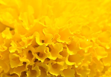 Sarı marigolds çiçek kadar kapatın