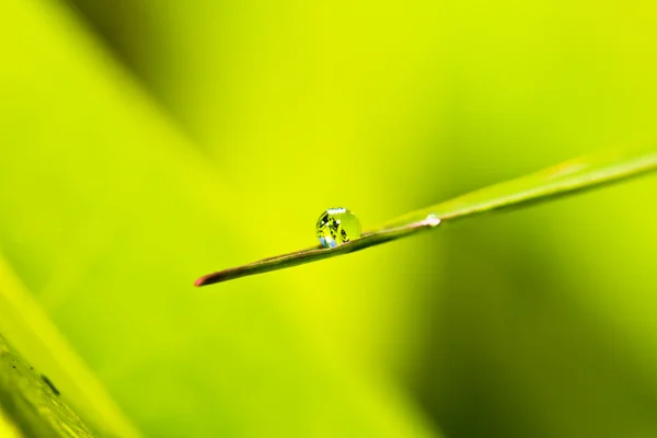 Fresh grass with dew drops — Stock Photo, Image