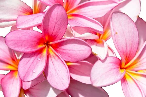 Flowers frangipani (plumeria) — Stock Photo, Image