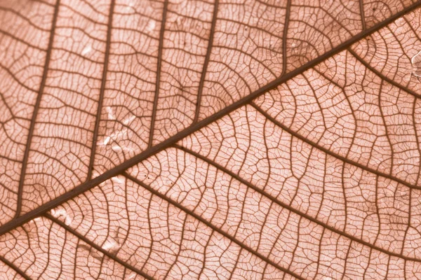 Textura de la hoja fondo —  Fotos de Stock