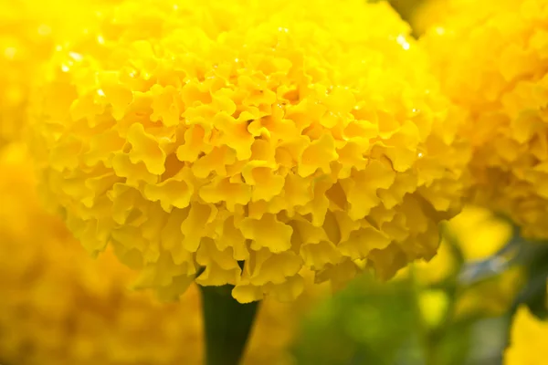Close-up van gele Tagetes bloem — Stockfoto