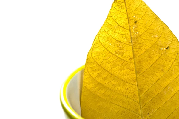 Textura de hoja amarilla —  Fotos de Stock