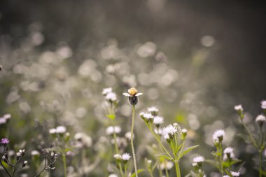 Çayırda büyüyen çiçek