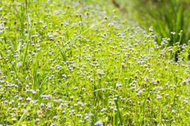 Çayırda büyüyen çiçek