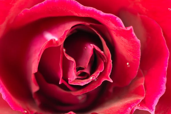 Macro image de rose rouge — Photo