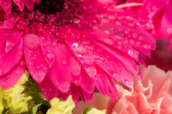 Květina růžová gerbera — Stock fotografie
