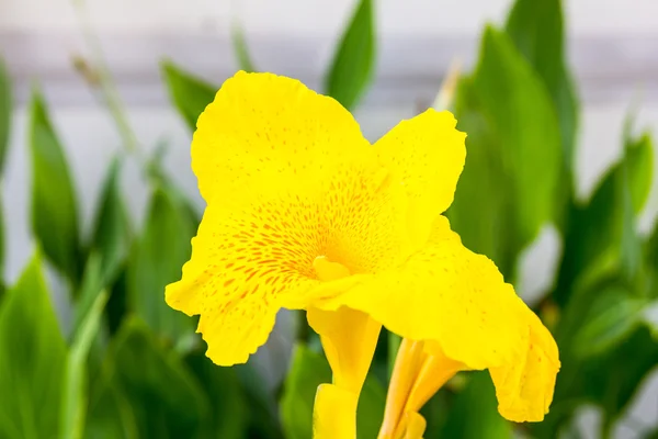 Gelbe Canna-Blüten aus nächster Nähe — Stockfoto