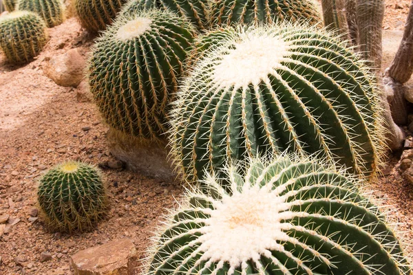 Kaktüs bitkisi. Cactaceae