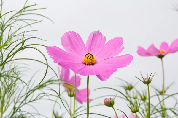 Cosmos flower field in garden — Stock Photo, Image