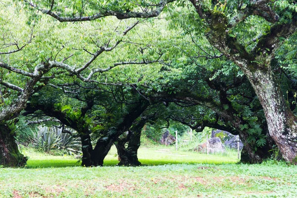 정원에서 큰 나무 — 스톡 사진