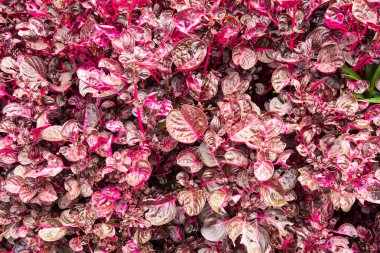 yaprakları taze ve kırmızı arka plan